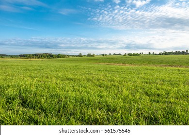 Grass Field, Green Spring Landscape