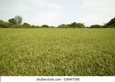 Grass Field In Low Angle