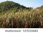 grass field in and mountain background.