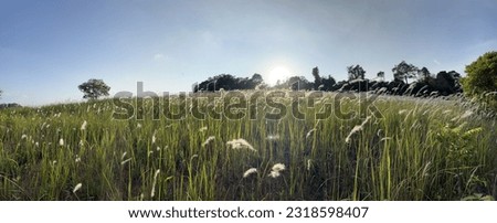 Similar – Dune grass in the evening sun