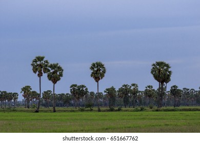grass field with a palm tree in background
