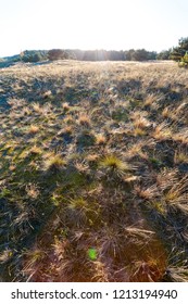 grass in the field in the rays of the setting sun