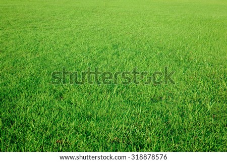 Grass field texture