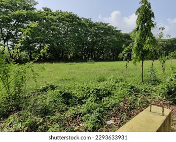 A grass field with trees in the background