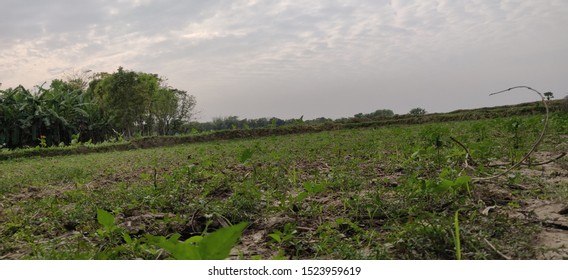 Grass Field With Unlimited Sky. Selective Focus.