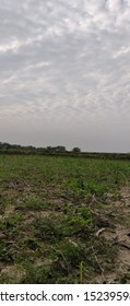 Grass Field With Unlimited Sky. Selective Focus.