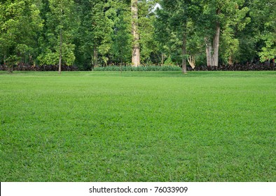 Grass Field And Various Trees On Background
