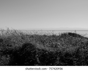 grass field view