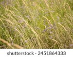 Grass field waving in the wind from right to left, selective focus. Sedge meadow background for publication, poster, calendar, post, screensaver, wallpaper, cover, website. High quality photography