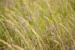 Grass Field Waving In The Wind From Right To Left, Selective Focus. Sedge Meadow Background For Publication, Poster, Calendar, Post, Screensaver, Wallpaper, Cover, Website. High Quality Photography