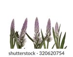 The grass flower