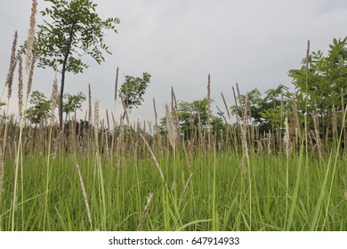 Grass flower