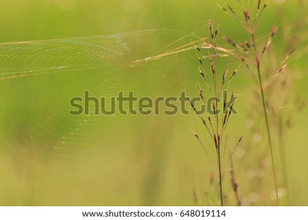 Similar – Image, Stock Photo a little flower blooms on a grassy meadow