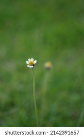 Its Grass Flower In Abandoned Yard