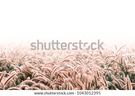 Grass flower background ,Winter flowers on the meadow,wild meadow pink flowers on morning sunlight background.