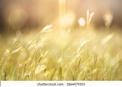Grass flower with beautiful sunset and soft focus.
