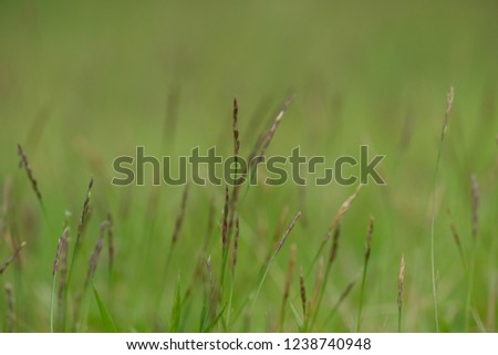 Similar – Image, Stock Photo a little flower blooms on a grassy meadow