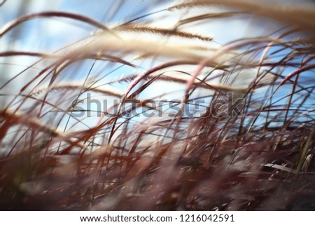 Similar – Foto Bild Weststrand Umwelt Natur