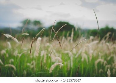 grass flower field with nautre background