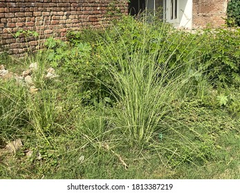 Grass Flower With Green Leaves On Blurred Top Angle View