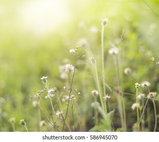 A grass flower and light.