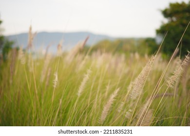 Grass Flower Nature Green Fram