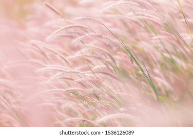 Grass flower pink on the meadow in soft focus and blurred with retro filter background. - Shutterstock ID 1536126089