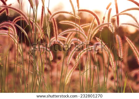 Grass flower (Reed at sunset)