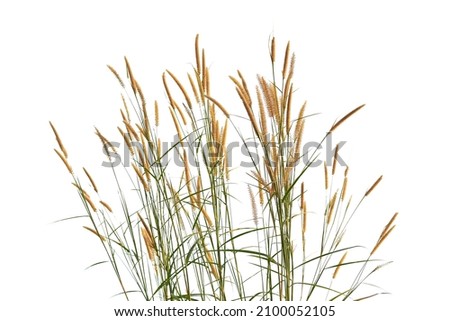 grass flower, rice Weeds, reeds, isolated on white clipping path