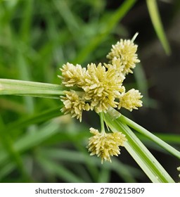 Grass flower with soft background. 
I really love close up shots with blurry background.