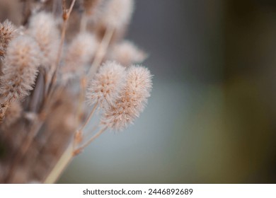 Grass flower in soft focus and blurred with vintage style for background. - Powered by Shutterstock