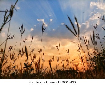 grass flower sunset