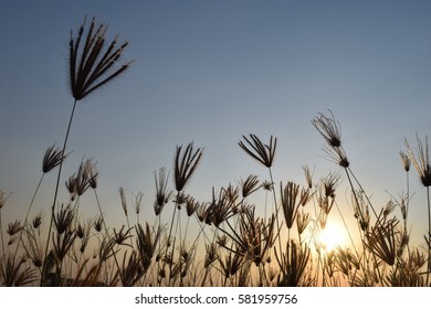 grass flower with sunset light