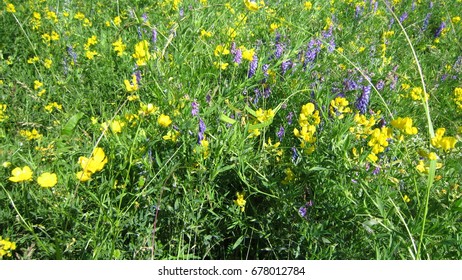 Grass and flowers