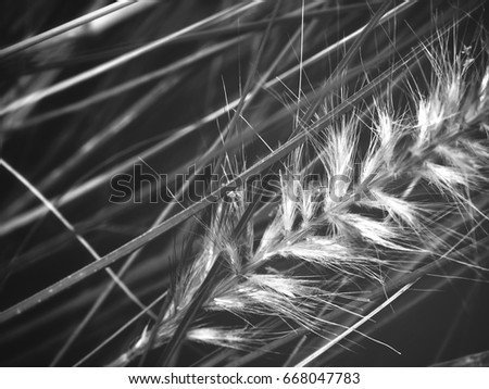 Similar – Image, Stock Photo quaking grass Nature Sun