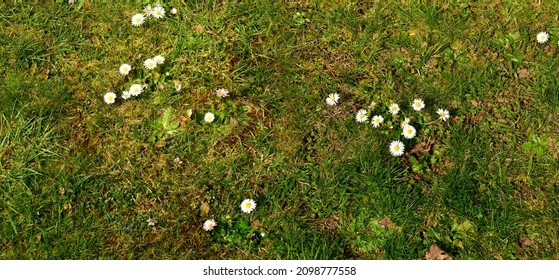 Grass And Flowers From Above With A Blue Shovel