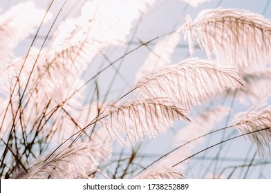 Grass flowers field, White grass in nature with sunlight.
Landscape of winter meadow grassland.
A colorful flower grass flower and morning sunrise light.
Summer flowers meadow with vintage style.