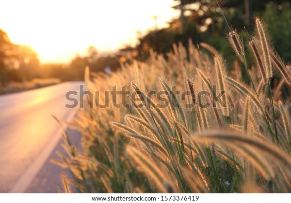 Grass flowers as the foreground Road background When\
the sun is about to set