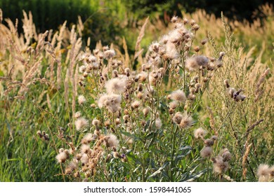 Grass And Flowers In Late Summer Sun