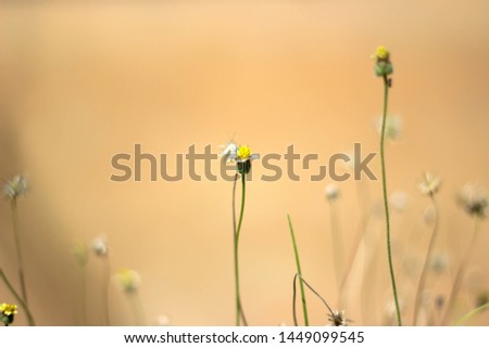 Similar – Image, Stock Photo Meadow in the morning light