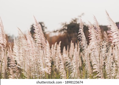 Grass flowers in the nature background with sun set, Soft focus the beautiful a flower in the garden. - Powered by Shutterstock