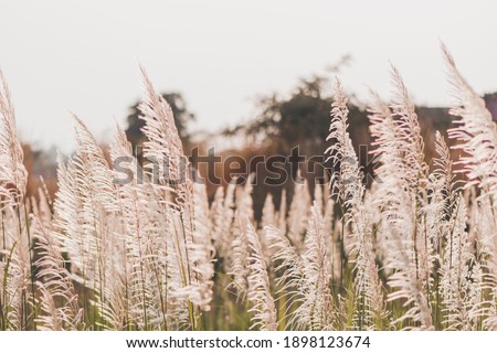 Similar – Foto Bild Frisches Gras Garten