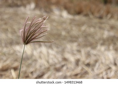 
The grass flowers on the desolate fields.