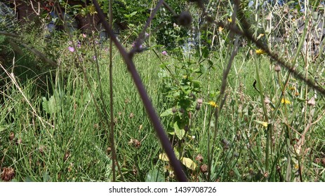 grass and flowers on the ground