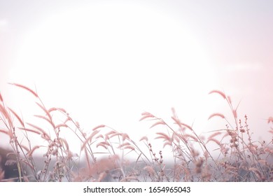 Grass flowers in romantic tone, Flower grass and nature background in the morning, Grass flowers background, Fountain Grass. Selective focus