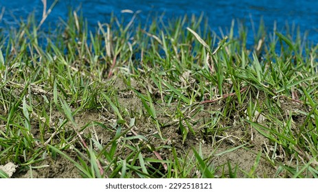 A grass with a flowing stream