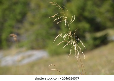 grass in focus 