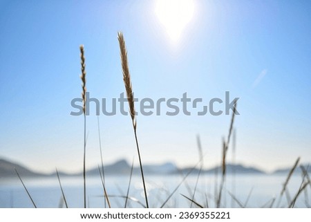 Grass in the foreground on a view of Bic National Park from Pointe-aux-anglais, Rimouski, Bas-Saint-Laurent, Quebec