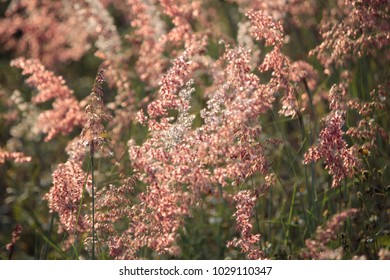 Grass
Forest Flower
Pollen