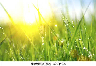 Grass. Fresh green spring grass with dew drops closeup. Sun. Soft Focus. Abstract Nature Background  - Powered by Shutterstock